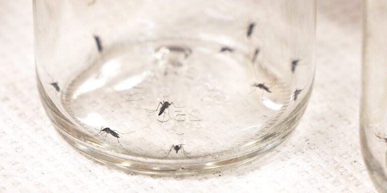 Mosquitoes in a jar.