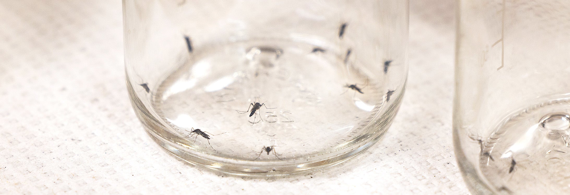 Mosquitoes in a jar.