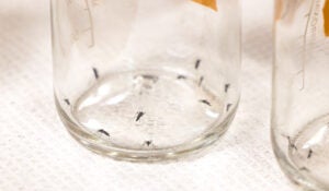 Mosquitoes in a jar. 